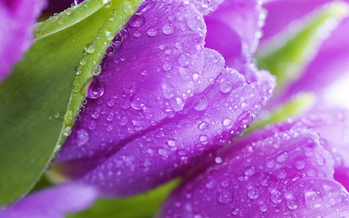 violet tulips, dew, macro, spring flowers, bokeh, tulip field, violet flowers, water drops, tulips, beautiful flowers, backgrounds with tulips, violet buds