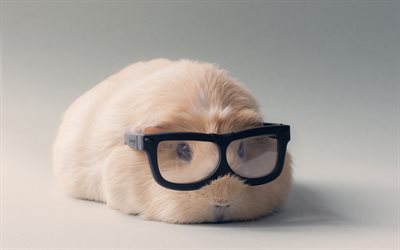 guinea pig with glasses, cute animals, pets, cute cavy, funny animals, rodents, guinea pig, cavy, Cavia porcellus
