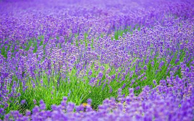 la lavande, 4k, l été, les champs de lavande, les fleurs violettes, lavandula, de belles fleurs, des photos avec de la lavande