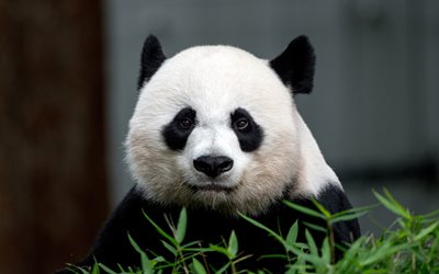 4k, Giant panda, China, cute animals, Ailuropoda melanoleuca, panda bear, bokeh, panda, pandas