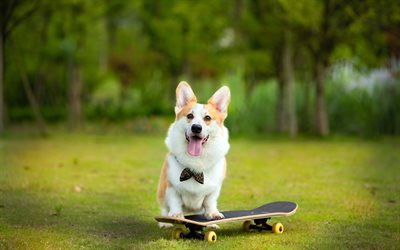 ウェルシュ・コーギー, 4k, ペット, 犬, スケボーに乗るコーギー, かわいい動物, コーギーとの写真