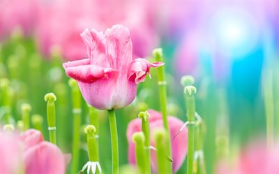 tulipani rosa, 4k, macro, fiori primaverili, bokeh, fiori rosa, tulipani, bellissimi fiori, sfondi con tulipani, boccioli rosa