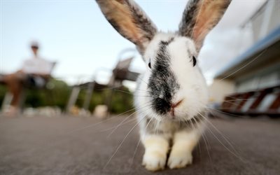 흰색 검은 토끼, 4k, 귀여운 동물들, 토끼, 2023년의 상징, 애완 동물, 농장