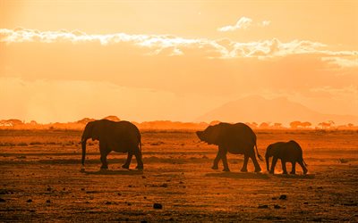 afrikanischer elefant, 4k, sonnenuntergang, elefantenherde, savanne, wildtiere, afrika, loxodonta, elefantensilhouetten, bilder mit elefanten, elefanten, silhouetten von elefanten