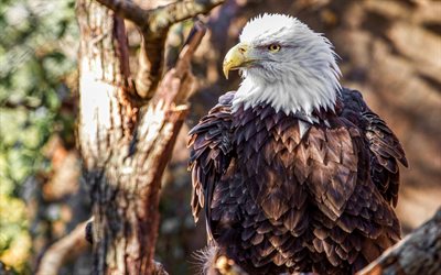 Bald Eagle, bokeh, USA symbol, birds of North America, wildlife, flying Bald Eagle, predator birds, American symbol, Bald Eagle on tree, Haliaeetus leucocephalus, hawk