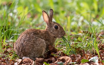 hare, wildlife, wild animals, forest, jackrabbits, bush dwellers, hare in the grass