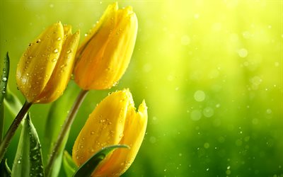 tulipes jaunes, 4k, rosée, macro, fleurs de printemps, bokeh, fleurs jaunes, les gouttes d eau, les tulipes, de belles fleurs, des arrière-plans avec des tulipes, des bourgeons jaunes