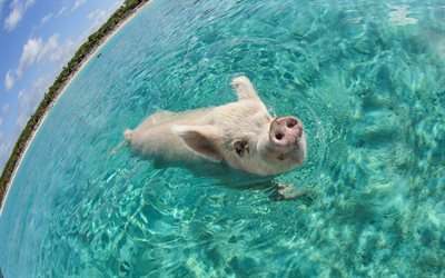 swimming piglet, 4k, domestic animals, pigs, funny animals, piglets, funny pig, floating piglet, swimming pig