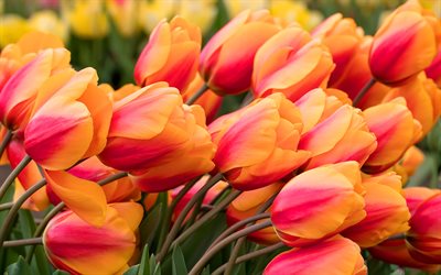 tulipanes de color amarillo-púrpura, ramo de tulipanes, flores de primavera, macro, flores de color amarillo-púrpura, tulipanes, hermosas flores, fondos con tulipanes, capullos de color amarillo-púrpura