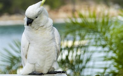 흰 앵무새, 4k, 소농, 이국적인 새들, 야생 동물, 앵무새, 선인장과, 앵무새와 사진