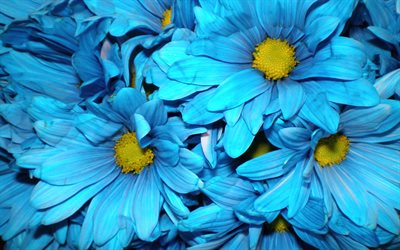blue daisies, macro, summer flowers, bokeh, chamomile, blue flowers, beautiful flowers, Common daisy, summer