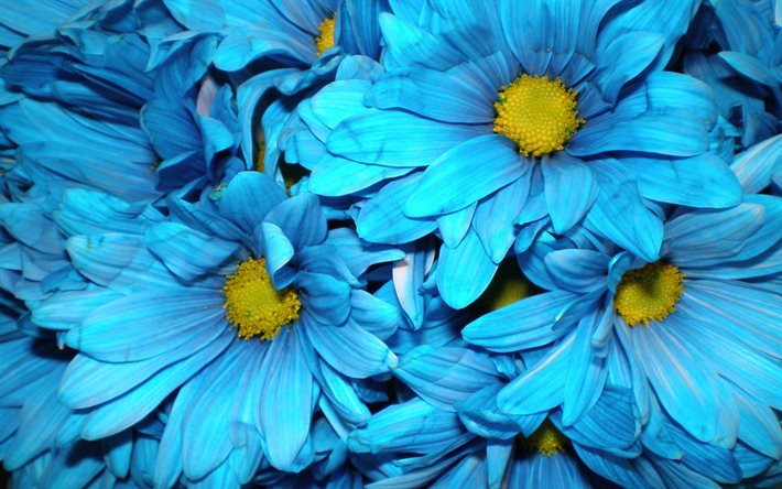 margaridas azuis, macro, flores de verão, bokeh, camomila, flores azuis, lindas flores, margarida comum, verão