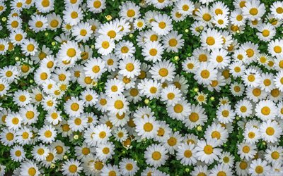 카밀레, 4k, 매크로, 데이지 밭, 여름 꽃, 보케, 데이지, 흰 꽃, 아름다운 꽃들, 여름