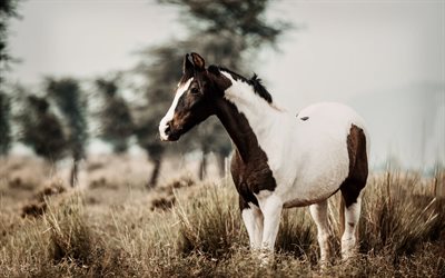 caballo blanco-marrón, campo, tarde, puesta de sol, vida silvestre, caballos, hermosos animales, caballo, caballos blancos