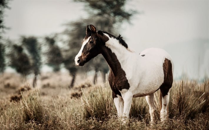 caballo blanco-marrón, campo, tarde, puesta de sol, vida silvestre, caballos, hermosos animales, caballo, caballos blancos