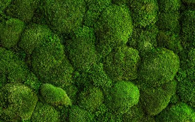 緑の苔のテクスチャ, 大きい, 自然な風合い, エコロジー, 苔のある背景, 苔のテクスチャ, モス, 緑の背景, 苔の背景, 緑の苔