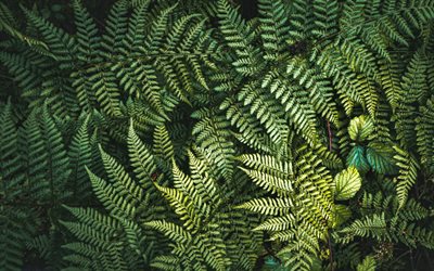 シダの葉, 4k, 緑の葉のテクスチャー, シダの葉と背景, 葉の背景, シダの葉のテクスチャー, 自然な風合い