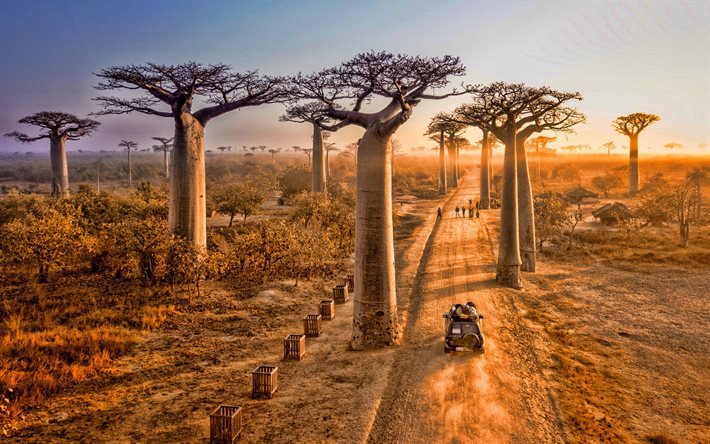 allee der affenbrotbäume, abend, sonnenuntergang, affenbrotbäume, menabe, madagaskar, baobab allee, adansonia grandidieri, reisen nach madagaskar