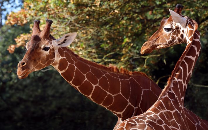 girafa, animais selvagens, girafas, família girafa, áfrica, tarde, pôr do sol