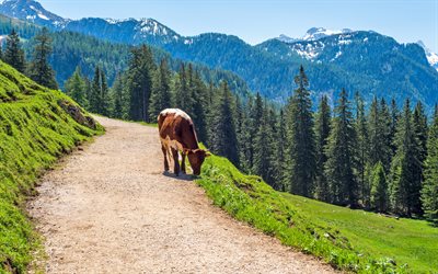 cow in the mountains, Alps, mountain path, brown swiss cow, farm, mountains, cows