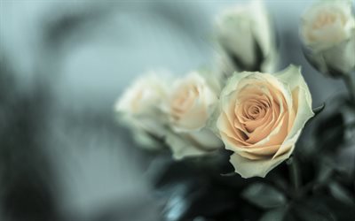 الورود الأرجواني, شجيرة الورد, الخلفية مع الورود, ورود جميلة, زهور أرجوانية, خلفية زهرة جميلة