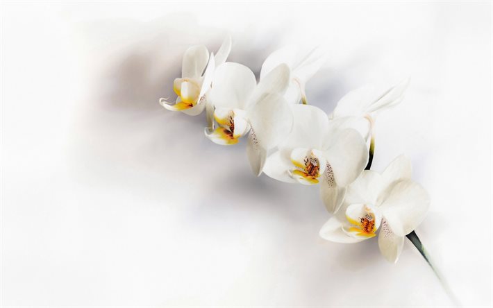 orchidee bianche, fiori tropicali, ramo di orchidea, sfondo bianco con orchidee, sfondo di orchidee bianche, sfondo di fiori bianchi