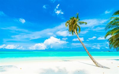 palmera en la playa, isla tropical, verano, playa, arena blanca, viajes de verano, maldivas, palmera, océano