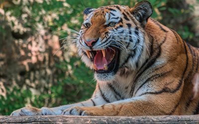 tigre, fúria, predador, gato selvagem, dentes de tigre, animais perigosos, índia, vida selvagem, tigres