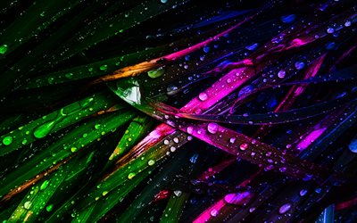 colorful stems, dew, water drops, plants, picture with stems, vegetable life, natural textures, creative, stems