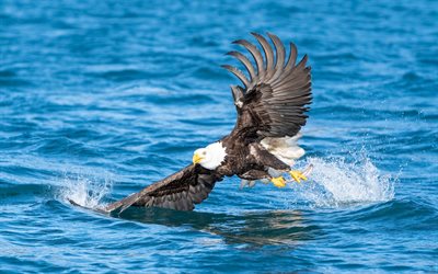 bald eagle, predator, flight over water, birds of prey, symbol of USA, Haliaeetus leucocephalus, North America, bald eagle fishing, American eagle