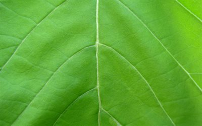 folha verde, macro, padrão de folha vertical, texturas naturais, texturas de folhas, fundo com folha, padrões de folhas
