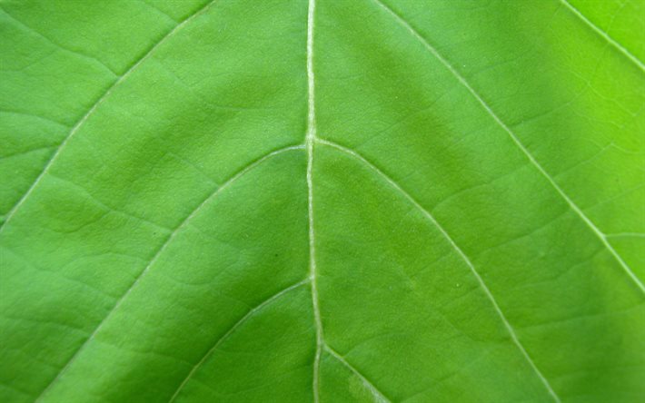 feuille verte, macro, motif de feuilles verticales, textures naturelles, textures de feuilles, arrière-plan avec feuille, motifs de feuilles