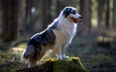 Australian Shepherd, gray and white dog, aussie, pets, cute animals, dogs, Australian Cattle Dog