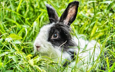 الأرنب في العشب, 4k, حيوانات لطيفة, حيوانات أليفة, الأرنب الأسود والأبيض, عشب اخضر, الأرانب, مزرعة