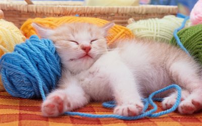 little kitten, sleeping kitten, cute animals, lazy kitten, laziness concepts, rest concepts, cute fluffy kitten, small animals, cats, pets