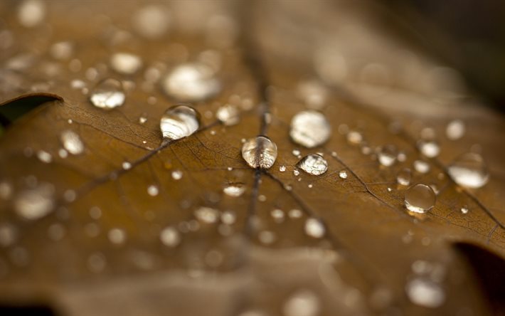 قطرات الندى, قطرات الماء على ورقة, قطرات المطر, مفاهيم الخريف, أوراق الخريف الجافة, ندى, قطرات المطر على ورقة, ورق شجر البلوط