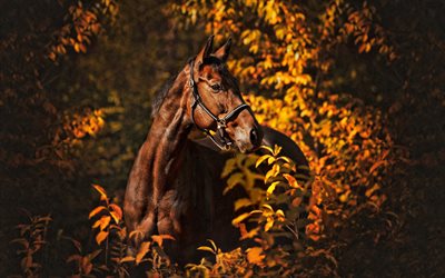 brown horse, wildlife, wild animals, autumn, yellow bushes, horse, beautiful animals, horses