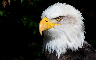 bald eagle, birds of prey, bald eagle head, wild nature, beautiful birds, eagles, USA Symbol