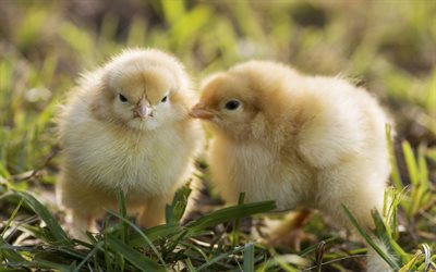 two chickens, close-up, bokeh, cute birds, Gallus gallus domesticus, yellow birds, chickens, small chicken, chicks