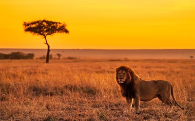 4k, king of beasts, sunset, wildlife, tree silhouettes, lion, wild animals, predators, Panthera leo, picture with lion, silhouettes of tree