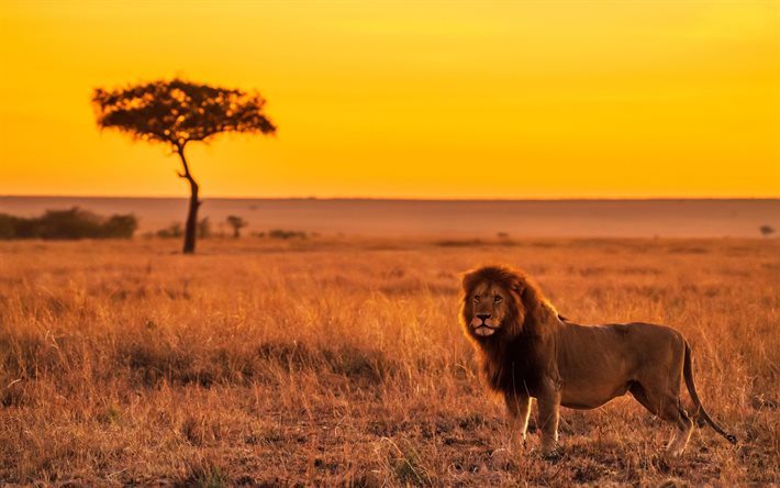 4k, king of beasts, sunset, wildlife, tree silhouettes, lion, wild animals, predators, Panthera leo, picture with lion, silhouettes of tree