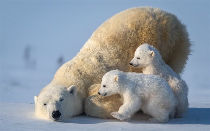White bears, snow, winter, North Pole, little bear cubs, polar bears, wildlife, predators, cute bear cubs, bears