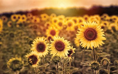 sunflowers, evening, sunset, wild flowers, background with sunflowers, field with sunflowers