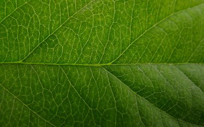 4k, hoja verde, macro, patrón de hoja horizontal, texturas naturales, texturas de hojas, fondo con hojas, patrones de hojas