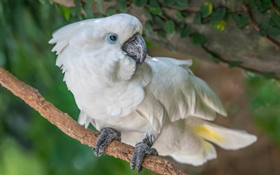 cacatua bianco, 4k, grande pappagallo bianco, cacatua alba, uccello bianco, pappagalli, cacatua, cacatua ombrello