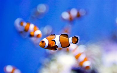 clownfische, aquarium, unterwasserwelt, amphiprion, orangefarbene weißfische, kleine fische, aquarienfische