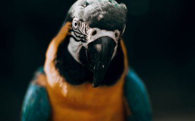 Blue-and-yellow macaw, 4k, close-up, exotic birds, bokeh, colorful parrot, Ara ararauna, colorful birds, parrots, wildlife, macaw, blue-and-gold macaw, Ara