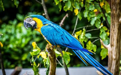 ara bleu et jaune, perroquets, aras, ara bleu et or, ara ararauna, perroquet bleu et jaune, amérique du sud