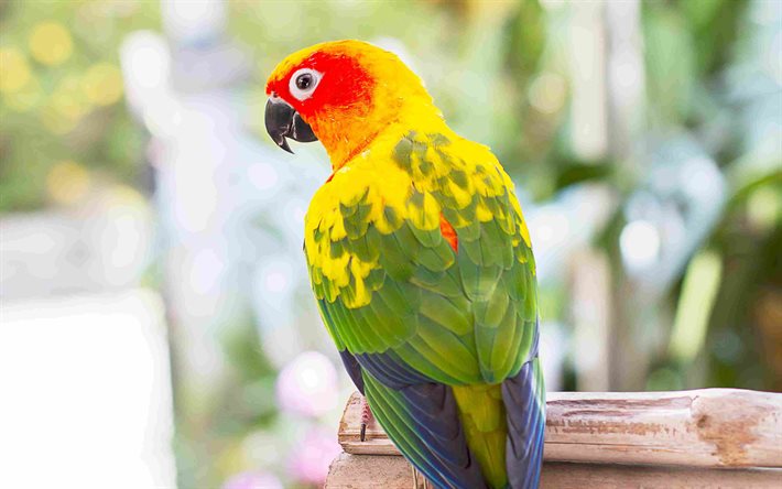 lovebird, green yellow parrot, Fischers lovebird, Agapornis fischeri, parrots, beautiful birds