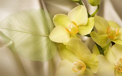 yellow orchids, 4k, tropical flowers, background with orchids, orchids, branch with yellow orchids